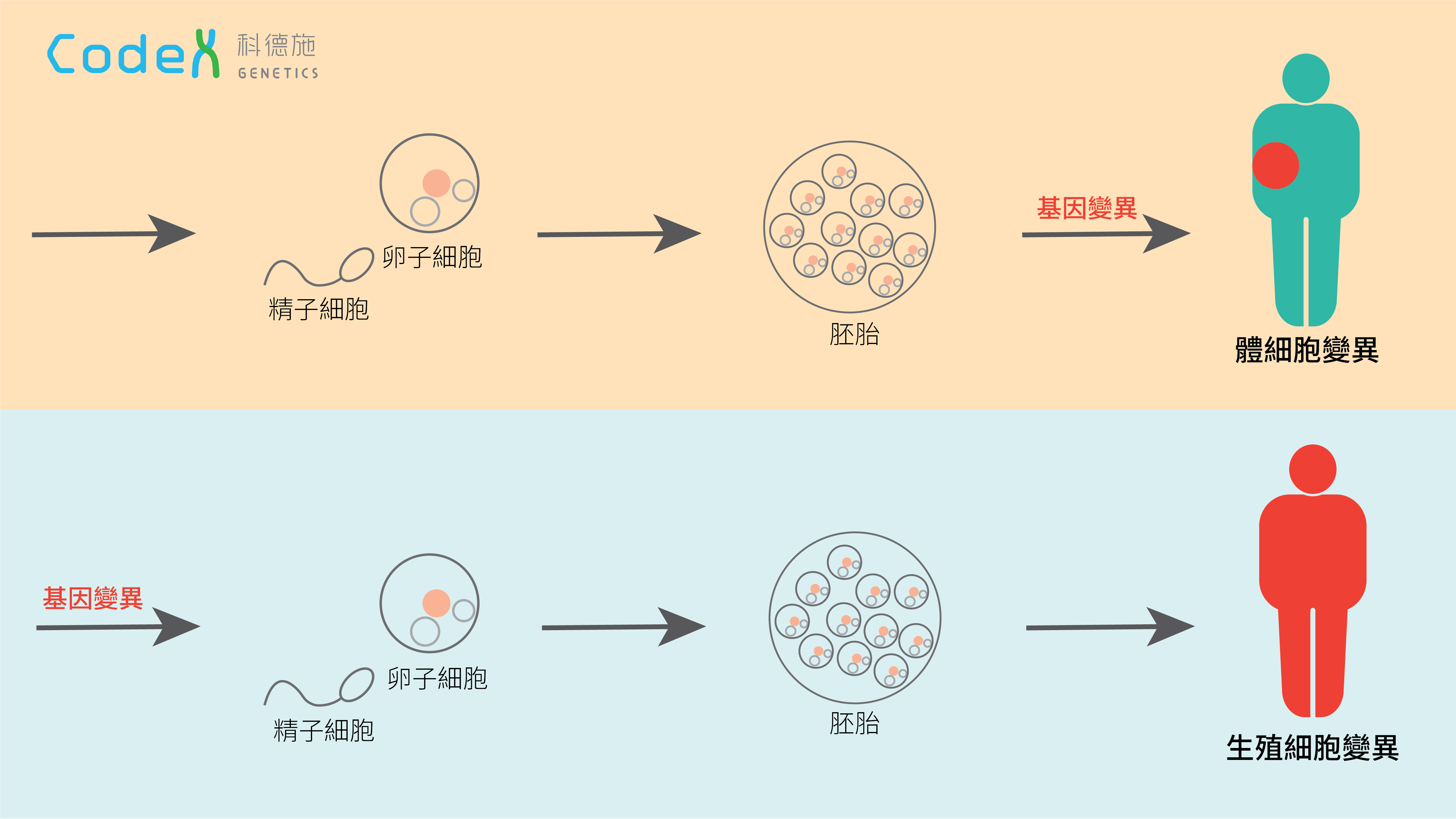 體細胞變異及生殖細胞變異